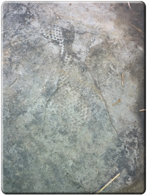 Fossils in Devonian Limestone, in Murrindal (Near Buchan, East Victoria)