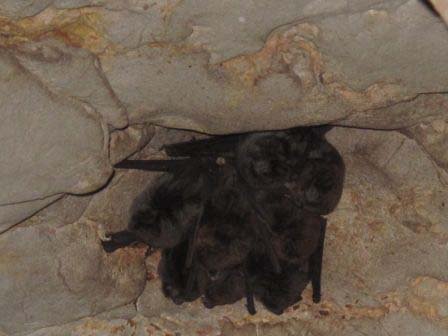 Bats huddled in the roof of Dicksons A Cave. This cave is off limits in the colder months as the bats hibernate, and waking them up can kill them. A good reason for access guidelines. Photo by Naomi Dickinson.
