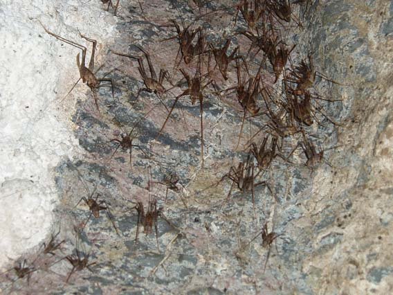 Cave Crickets - Access guidelines protect little critters such as these. They look scary, and will give you a nip if you mess with them, but they're not dangerous.